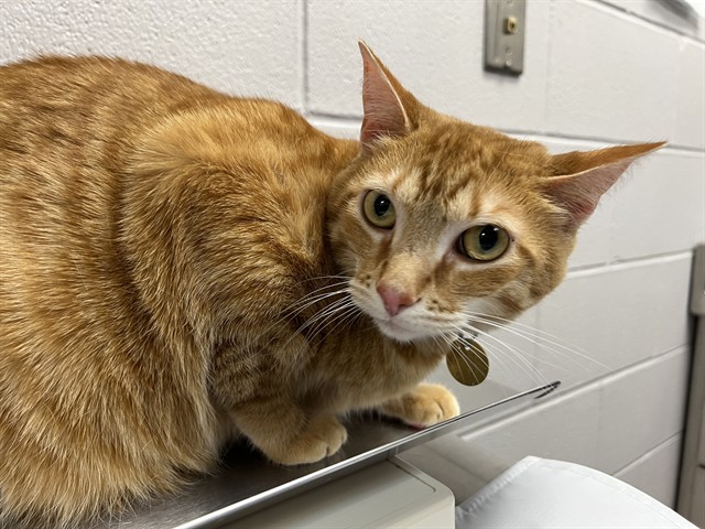 Melon - Female - Domestic SH