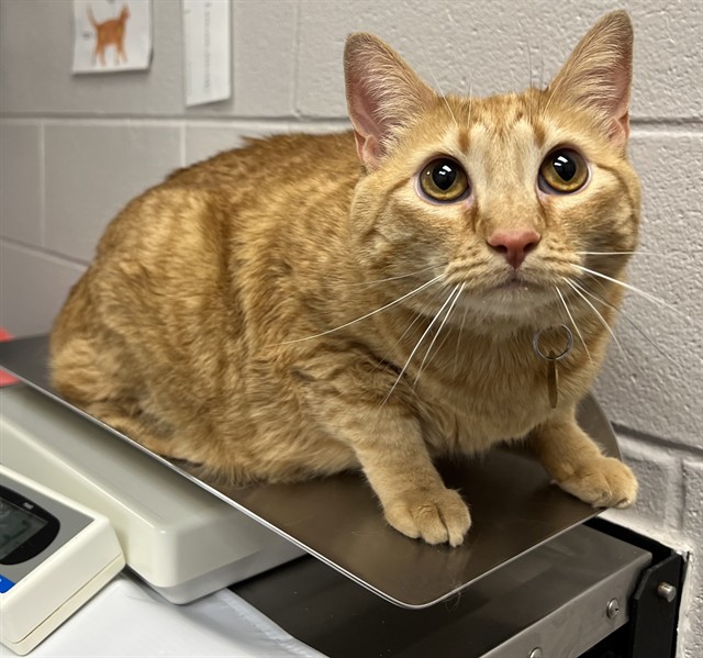 Marmalade - Female - Domestic SH