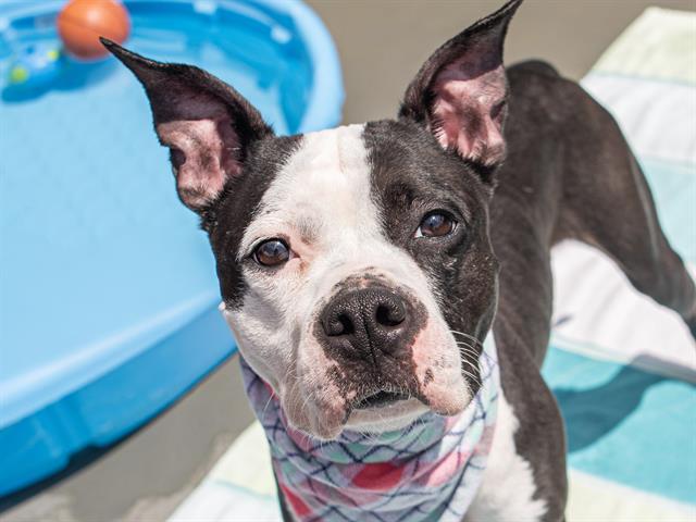 Molly - Female - Pit Bull-Mix