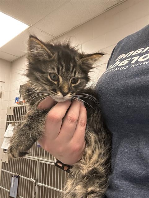  - Male - Domestic MH