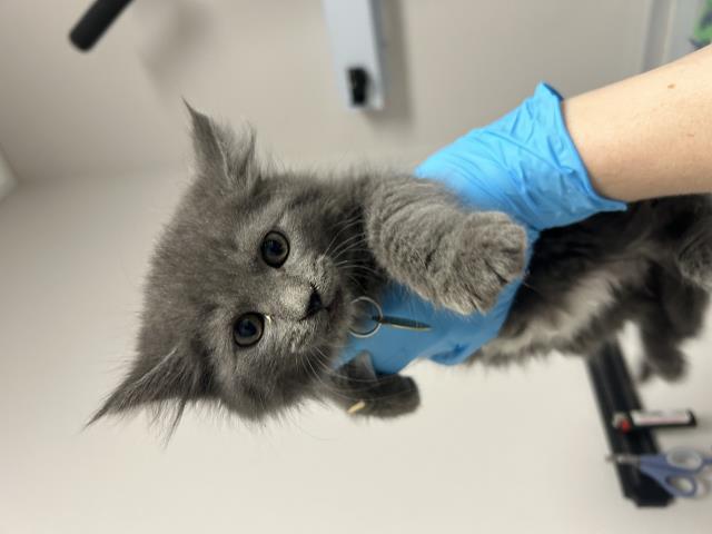 Juniper - Female - Domestic LH