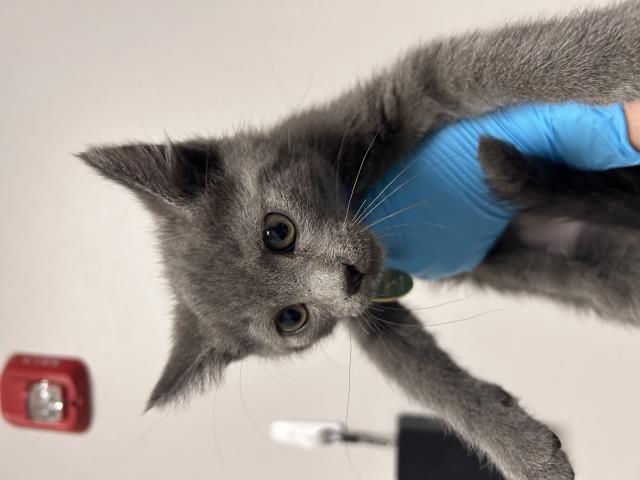 Junior - Male - Domestic SH