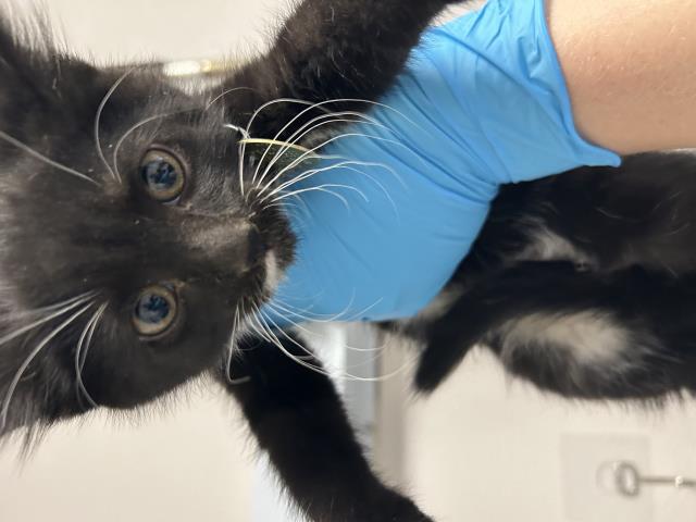 Juneau - Male - Domestic MH