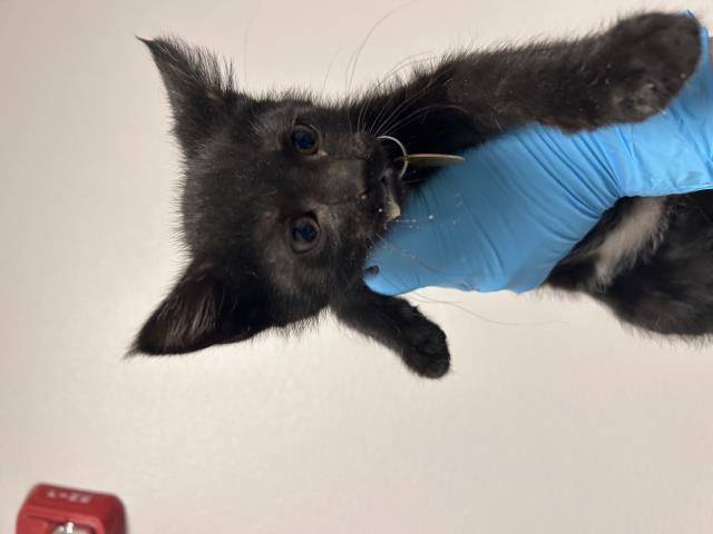 Junebug - Female - Domestic SH