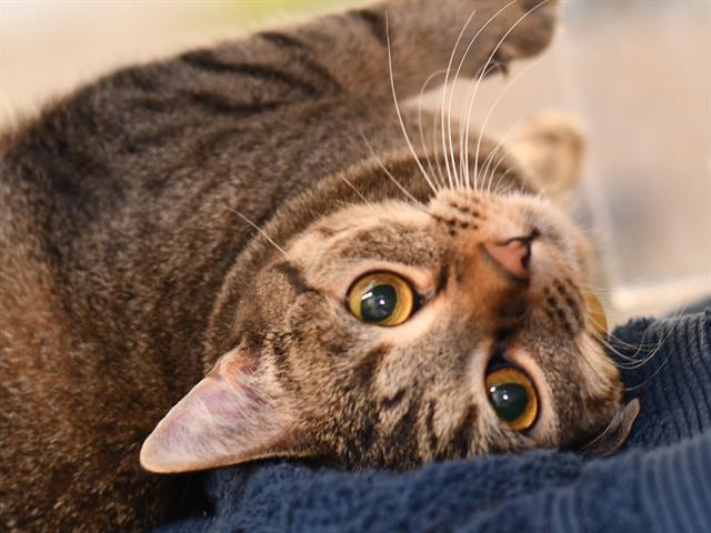 Josie - Female - Domestic SH