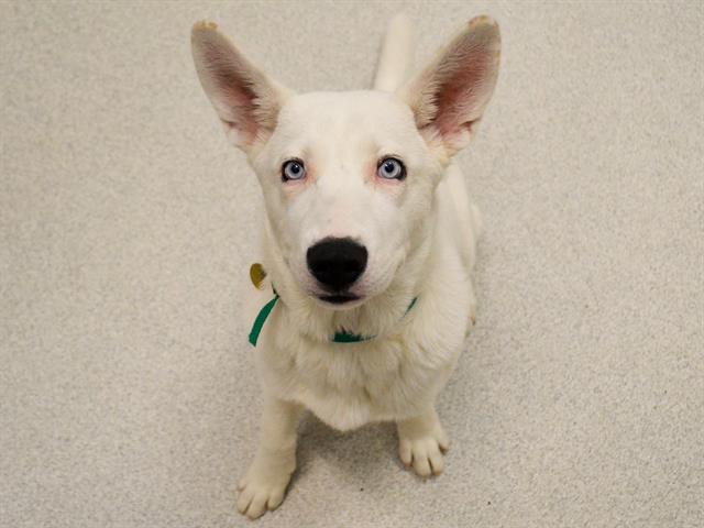 Alaska - Female - Siberian Husky