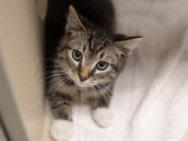 Taro - Male - Domestic SH