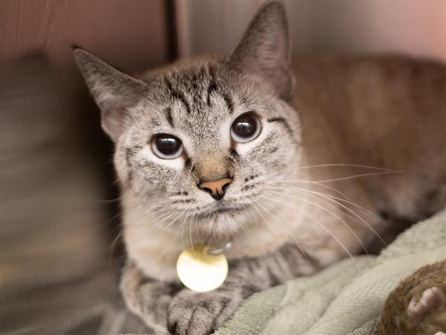 Snow - Female - Domestic SH