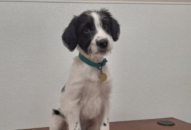 Helga - Female - German Shepherd-Standard Poodle