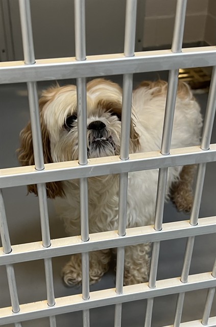  - Unknown - Shih Tzu