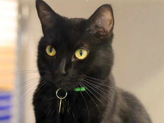 Luna - Female - Domestic SH