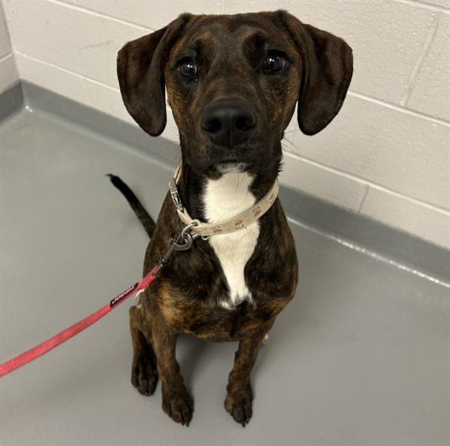 Mollie - Female - Nonspecific
