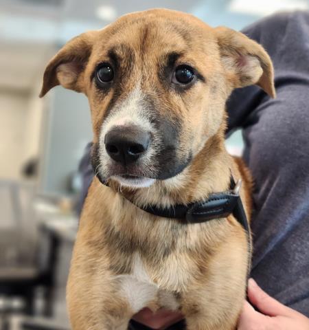Jesse James - Female - Nonspecific