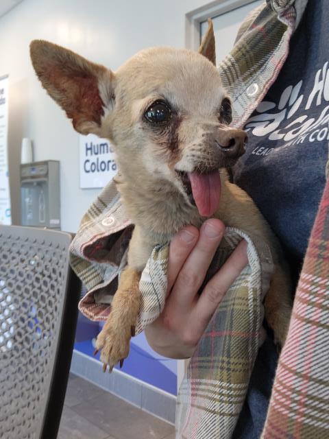  - Female - Chihuahua