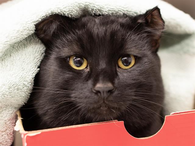 Batman - Male - Domestic MH