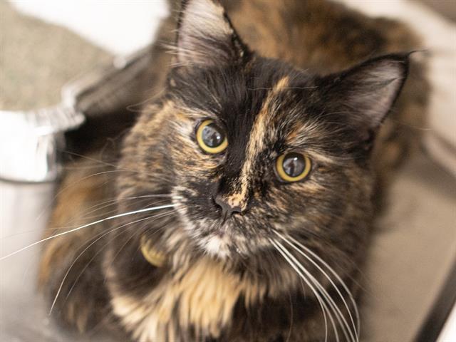 Gargoyle - Female - Domestic MH