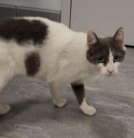  - Female - Domestic SH