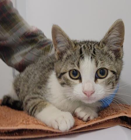  - Female - Domestic SH
