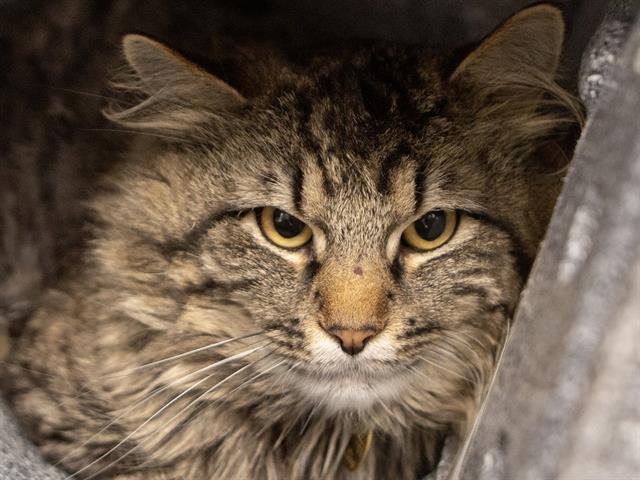 Pickle Rick - Male - Domestic LH
