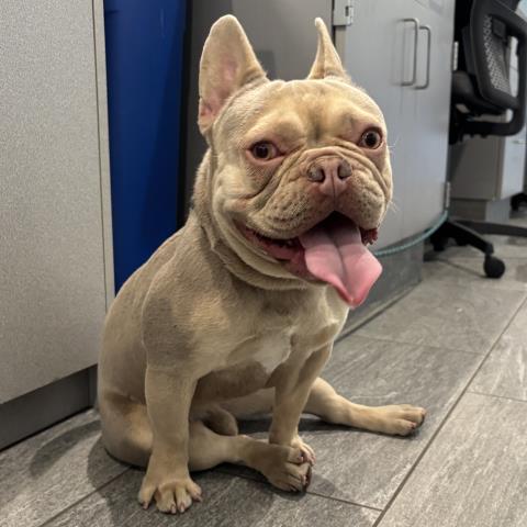 Pebble - Male - French Bulldog