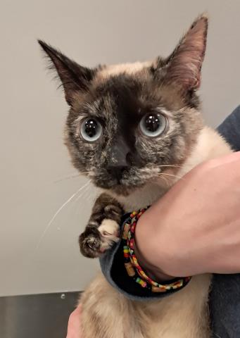 Persimmon - Female - Siamese