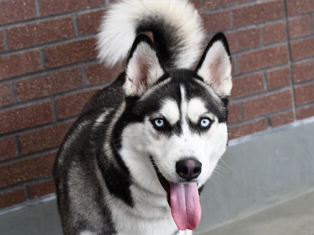 Duke - Male - Siberian Husky