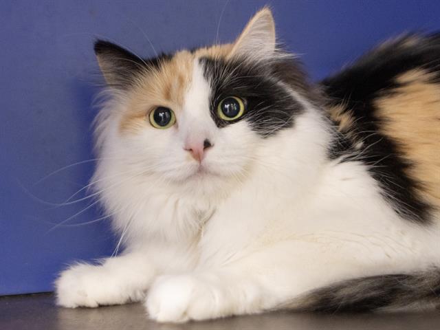 Pebbles - Female - Domestic LH