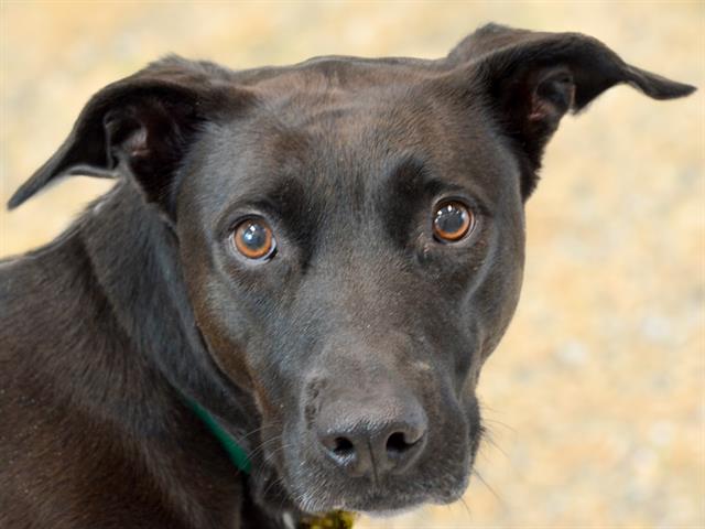 Chandra - Female - Labrador Retriever-Australian Cattle Dog