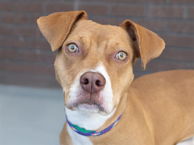  - Female - Pit Bull-Mix