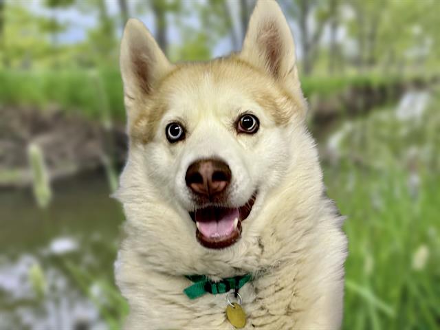Kira - Female - Siberian Husky
