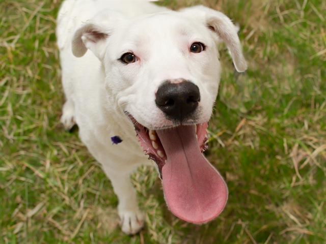 Olaf - Male - Nonspecific