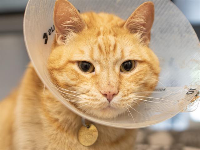 Garfield - Male - Domestic SH