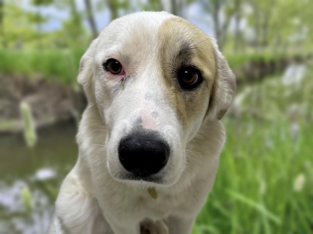 Haisley - Female - Great Pyrenees-Mix