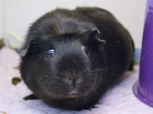 Bubbles - Female - Guinea Pig