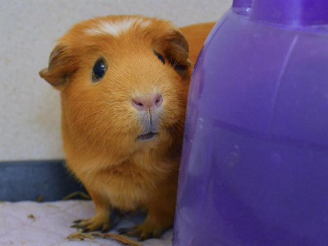 Ginger - Female - Guinea Pig