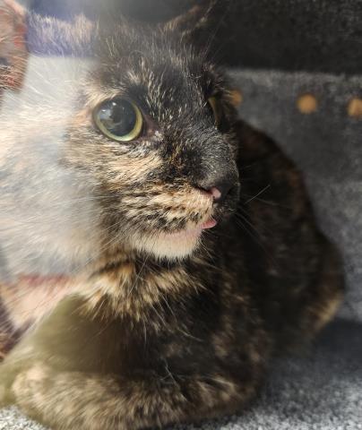 Jinya - Female - Domestic MH