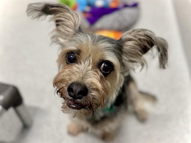 Sara - Female - Yorkshire Terrier