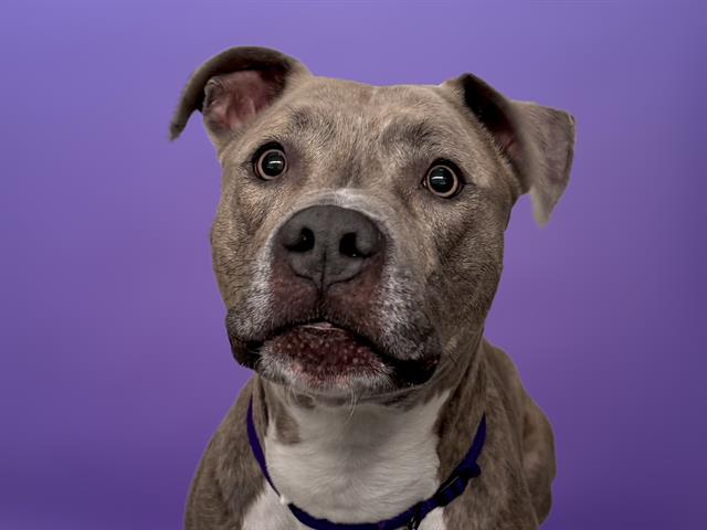 Milo - Male - Pit Bull