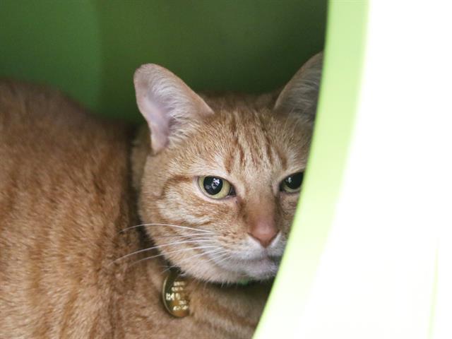 Carly - Female - Domestic SH