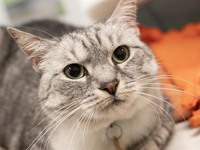 Josie - Female - Domestic SH