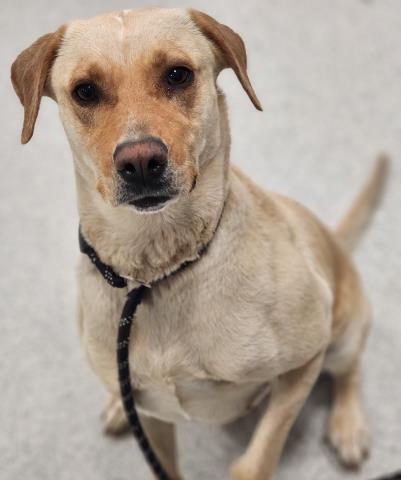  - Female - Labrador Retriever-Mix