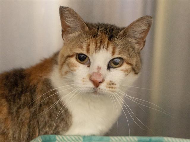 Gloria - Female - Domestic SH