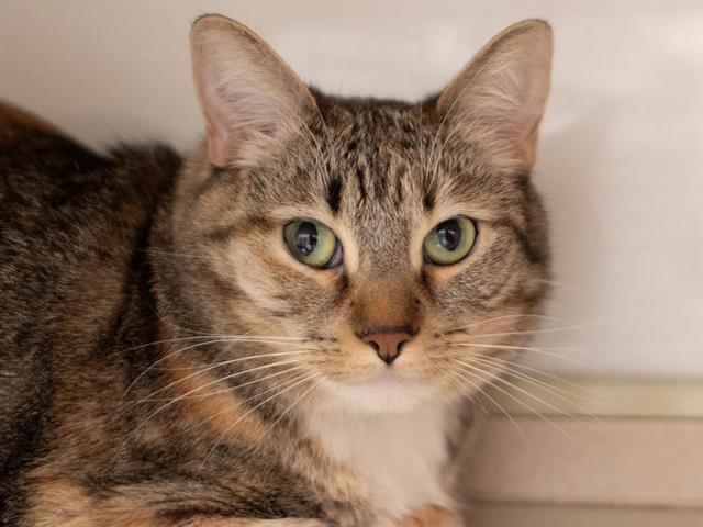 Bella - Female - Domestic SH