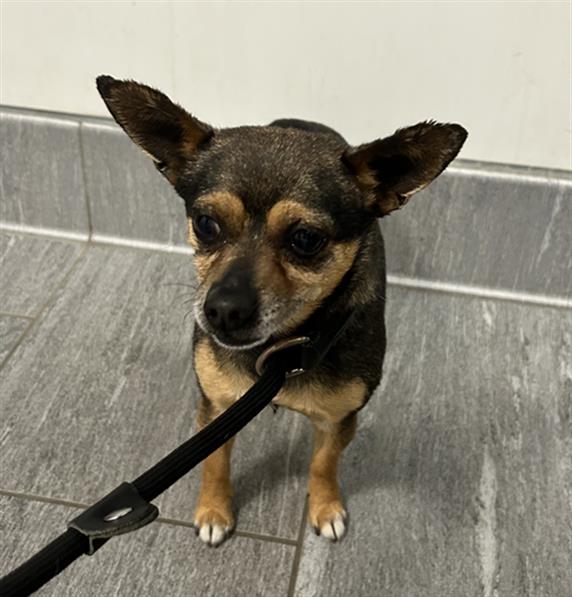  - Male - Chihuahua