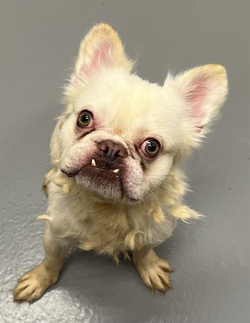  - Male - French Bulldog-Mix