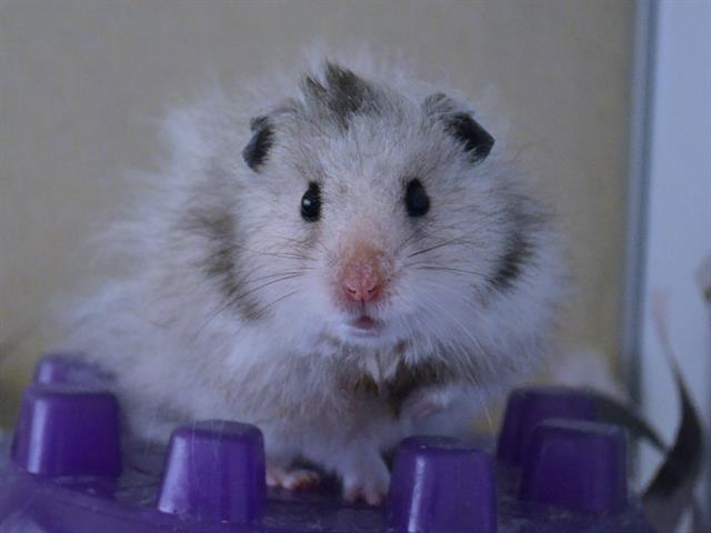 Duster - Male - Teddy Bear