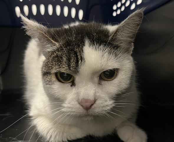  - Female - Domestic SH