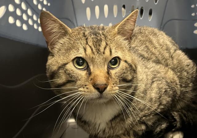  - Male - Domestic MH