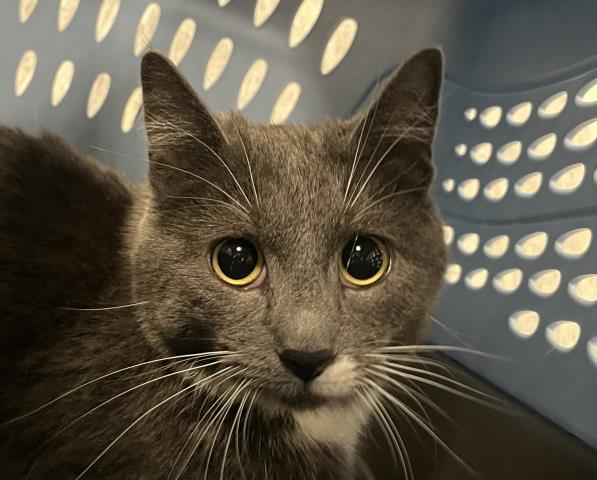  - Female - Domestic MH