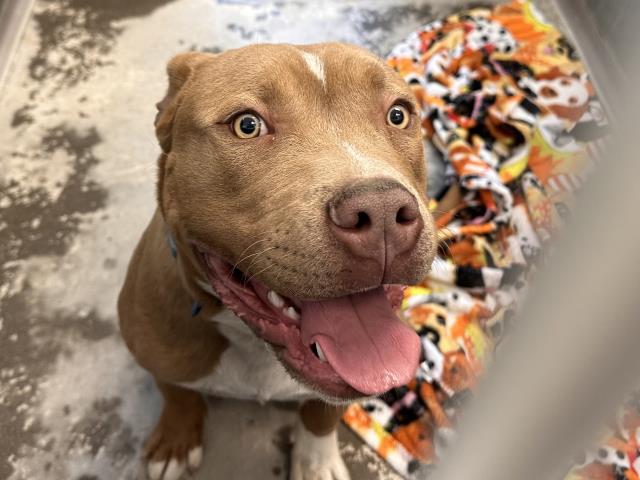 Loco - Male - Pit Bull